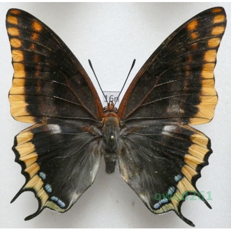 Charaxes jasius (Linnaeus, 1767) female Croatia 75mm16n